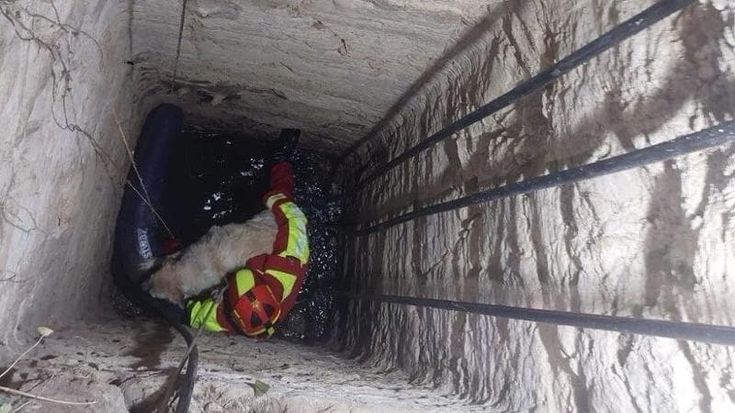 Bagheria, cane finisce in fondo a un pozzo: salvato dai vigili del fuoco