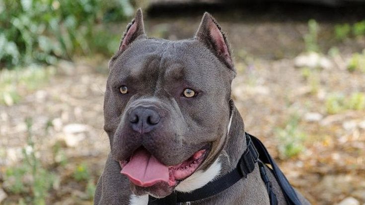 Ponza, pitbull azzanna un bambino di sette anni in vacanza sull’isola