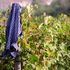 Vino naturale e vignaioli artigiani: la Città dell'Altra Economia punta sull'agricoltura sostenibile