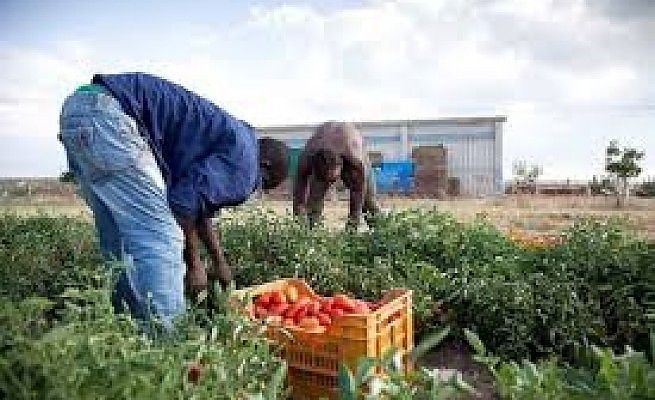 Lavoro e morte per i migranti nelle campagne dei caporali