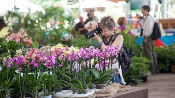 Ischia, torna Ipomea: un trionfo di piante e fiori (anche da mangiare)
