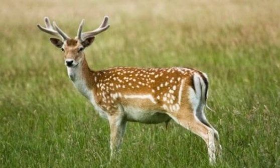 Emilia-Romagna, 3.186 daini da abbattere. A Parma il numero più alto 