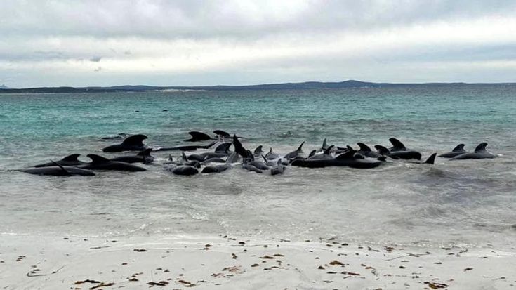 Almeno 50 balene spiaggiate in Australia. Corsa contro il tempo per salvarne il più possibile