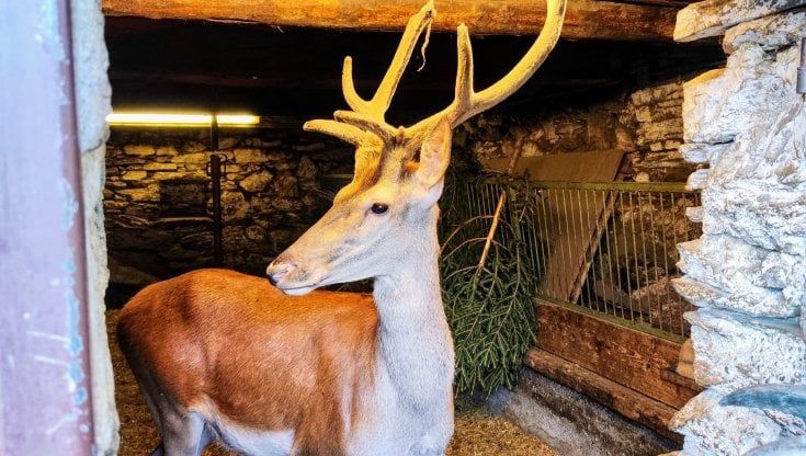 Il cucciolo di cervo tolto alla famiglia Del Zoppo: "Ho salvato e cresciuto Bambi, riuscirò a riportarlo a casa"
