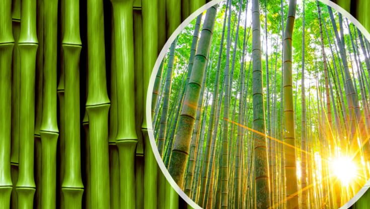 In Cina una “muraglia di bambù” per fermare il deserto