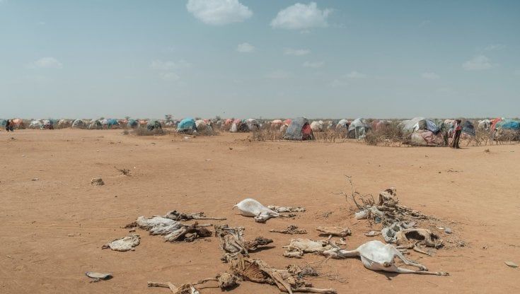 Siccità e guerra in Ucraina: 20 milioni di persone rischiano la fame nel Corno d'Africa 