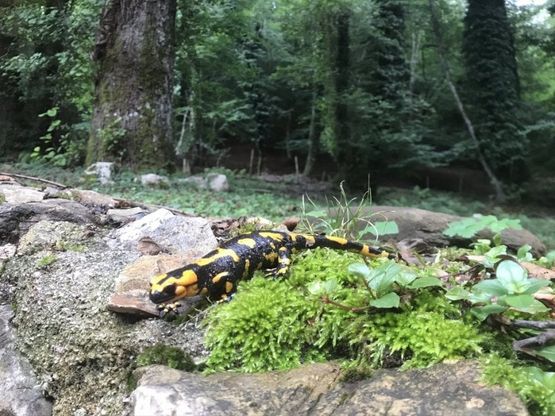 Nel Cilento il regno delle salamandre pezzate