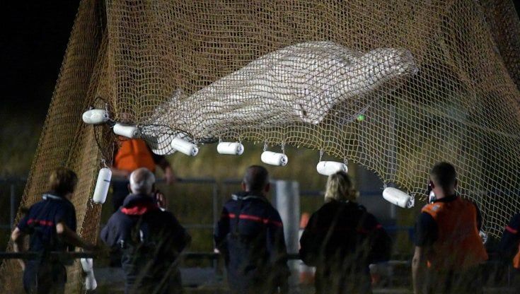 E' morto il beluga intrappolato nella Senna