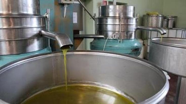 Sbalzi climatici, dalla grandine all’afa in Toscana la produzione di olio sarà più povera