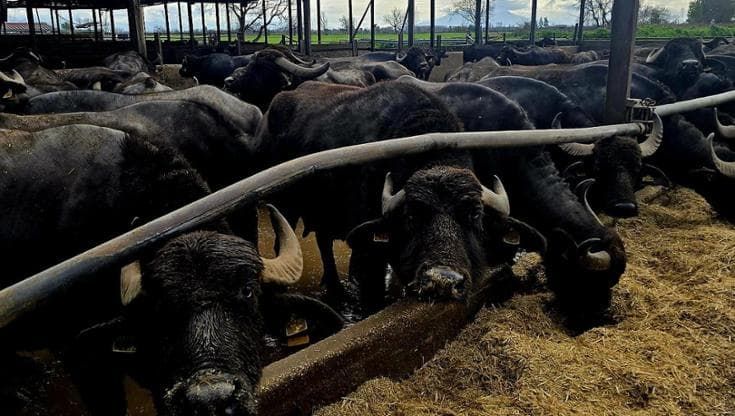 Carcasse di bufale a cielo aperto e sversamento di liquami: sequestrata azienda nel Casertano