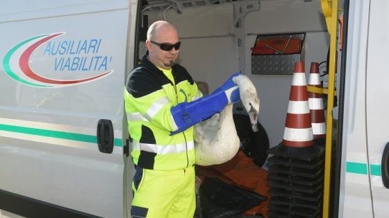 Cigno reale resta incastrato nel guardrail dell'autostrada, ora è in cura in un'oasi del Wwf