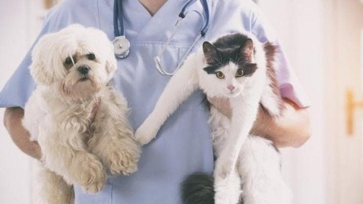 Con l’inflazione i “carissimi” Fido e Miao restano senza padrone e ne cercano uno nuovo su Tinder