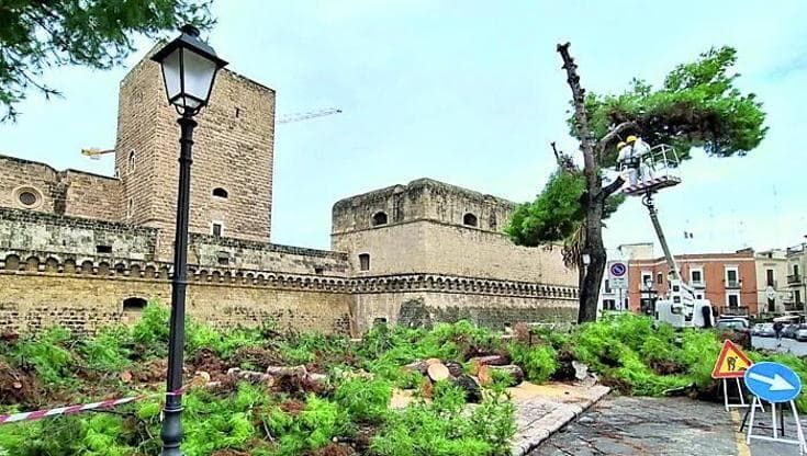“A Bari bisogna ripensare il verde pubblico”: allarme alberi a rischio dopo l’ondata di maltempo