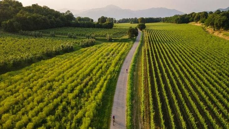 Bilancio negativo per il vino italiano. Nuovi prodotti e mercati emergenti per reagire