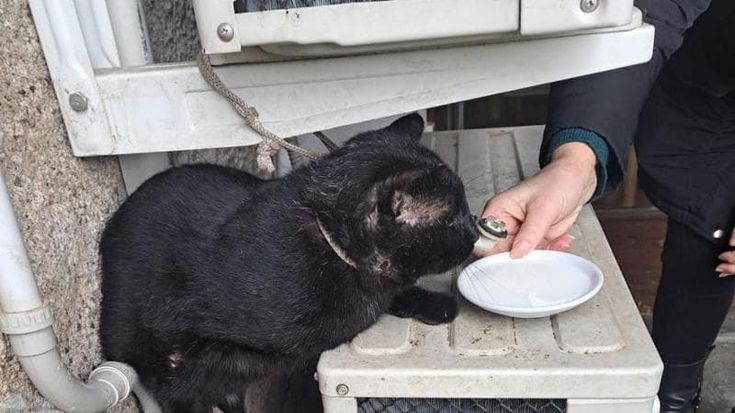 Legano un gatto al condizionatore fuori dal municipio: a Turbigo c’è una banda di vandali in azione