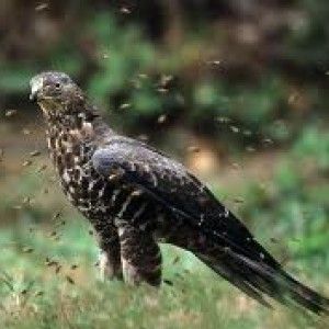 Bracconieri calabresi in trasferta in Sicilia, cacciavano il falco pecchiaiolo