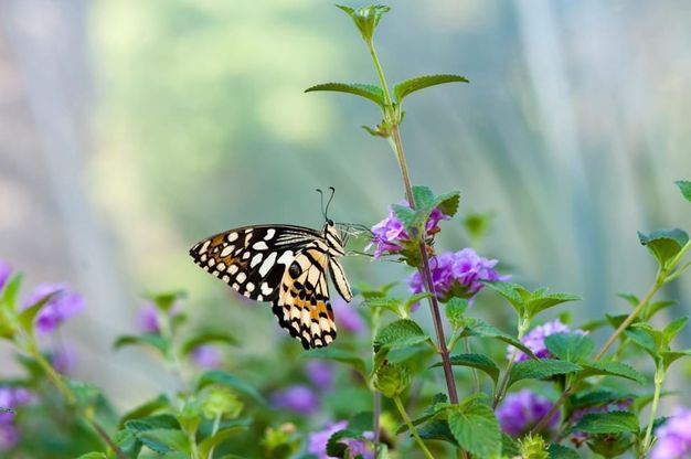 Ipomea del Negombo, protagonisti fiori, piante e farfalle