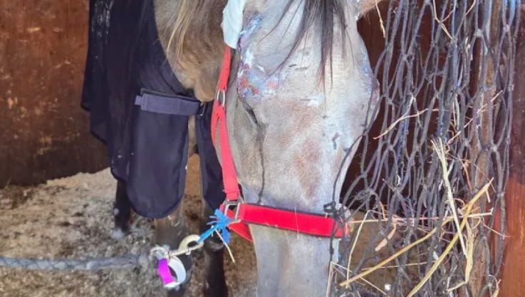 Pisa, raccolta fondi per il cavallo maltrattato: in pochi giorni 40 mila euro
