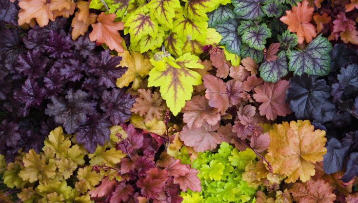 Giardinaggio, piante e fiori per colorare il balcone anche nei mesi più freddi
