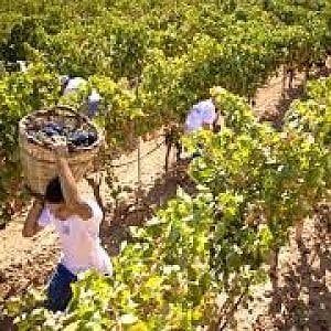 Oxfam accusa la Gdo, prezzi bassi sulla pelle dei lavoratori agricoli