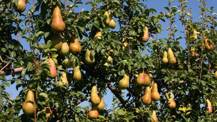 "Alberi e frutti stanno rimpicciolendo per sopravvivere a questo clima"