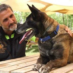 Salvò i fratellini del terremoto di Ischia: scomparsa Raja, cane dei vigili del fuoco