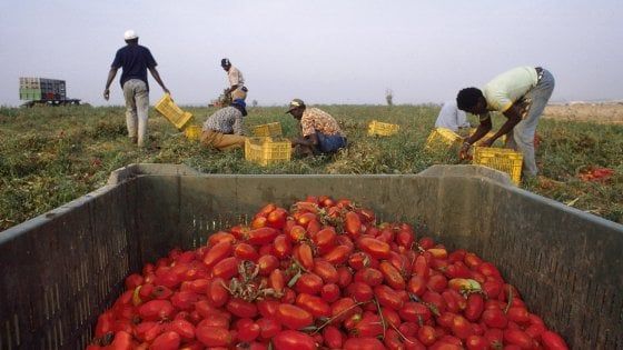 Coronavirus, braccianti stranieri in fuga: raccolti a rischio