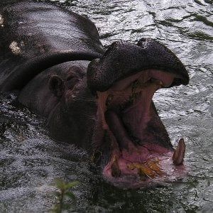 Turista cinese ucciso da ippopotamo