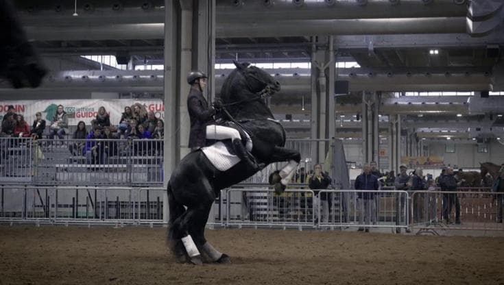 3000 cavalli e 60 razze differenti, lo spettacolo di Fieracavalli