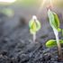 Il suolo fertile è in pericolo: ne perdiamo 24 miliardi di tonnellate l'anno