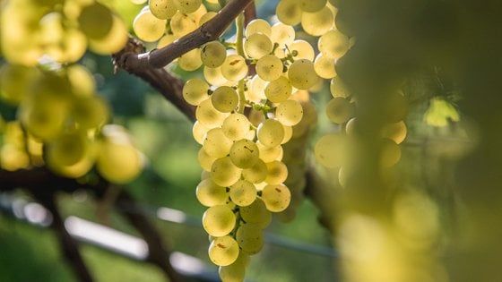 L'eleganza delle bollicine di montagna: ecco gli spumanti del Trentino Alto Adige 