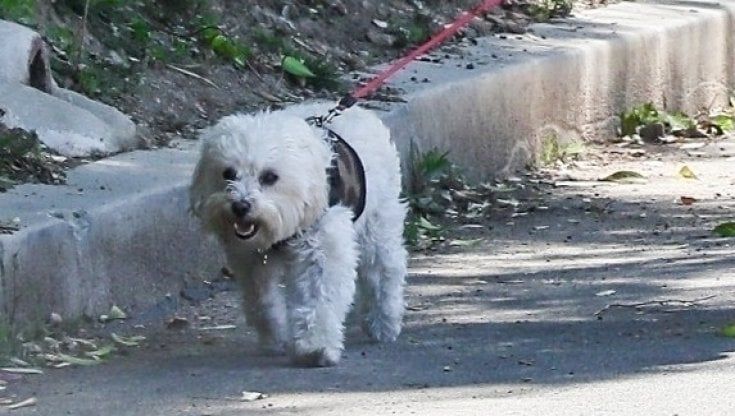 Spara per convincere il cane a salire in auto: denunciato