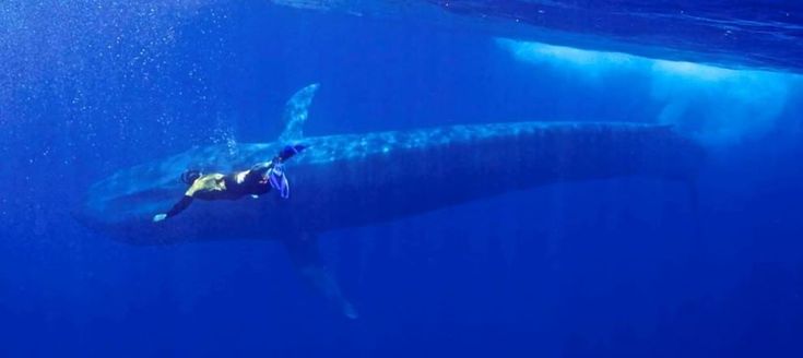 Sri Lanka, immersione tra i giganti del mare