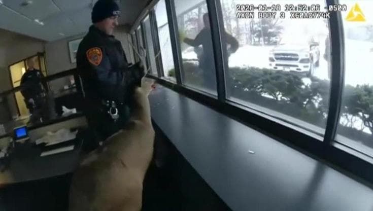 Allarme in banca, ma è un cervo: la polizia interviene