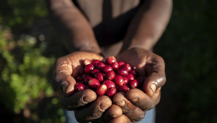 Nespresso, obiettivo neutralità carbonica entro il 2022