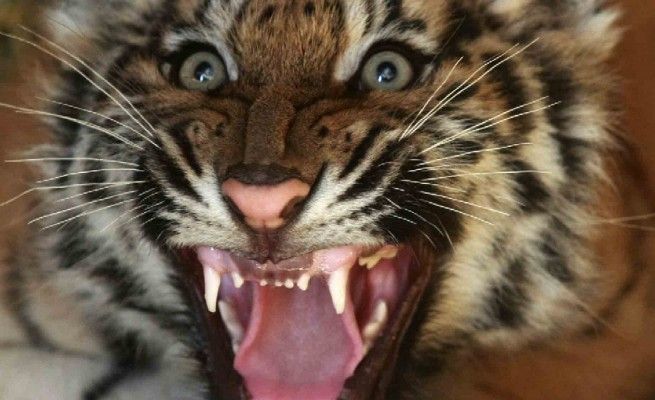Mugnano, cucciolo di tigre<br />rinchiuso in un casolare
