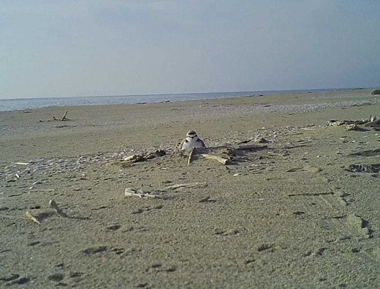 Marina di Vecchiano, due nidi di fratino sulla spiaggia