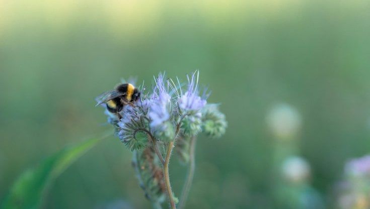 Nuovi campi e rifugi per le api selvatiche: solo così si tutela la biodiversità 