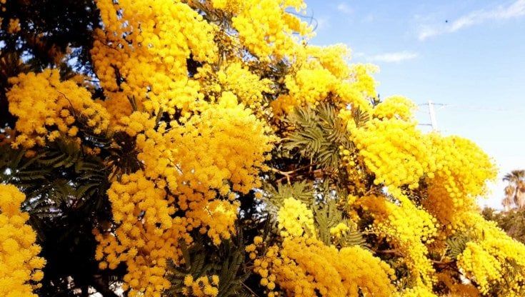 Caldo record in Sicilia, sbocciano le mimose con due mesi di anticipo