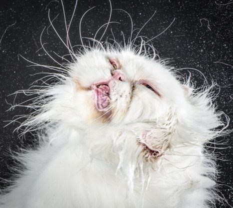 Peli arruffati e lingue di fuori: le facce strane dei gatti che scuotono la testa