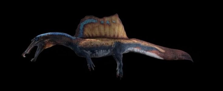 Spinosauro, il più grande dei dinosauri predatori era acquatico
