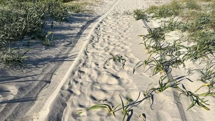 Fuoristrada sulle dune protette del Parco di Ugento: 3 denunce. “Danni a nidi fratino e tartarughe”