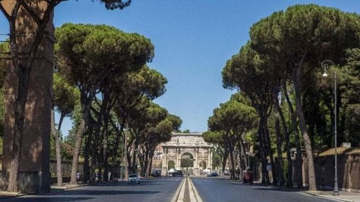 Roma, addio ai viali di soli pini. L’ecologo vegetale: “Più lecci e specie autoctone contro il caldo”