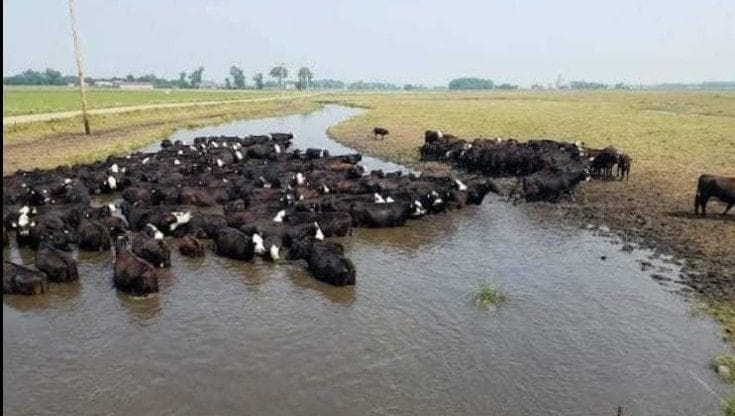 Brucellosi bufalina, il Ministero della Salute approva l’uscita di Grazzanise dall’area cluster