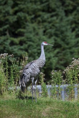 In Quebec si fa il campeggio nel bioparco