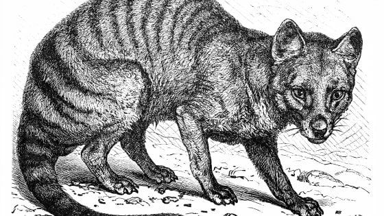 In Australia rivive la tigre della Tasmania, 'belva' estinta per colpa dell'uomo