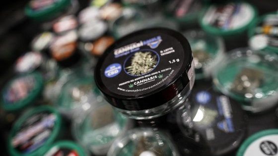 Cannabis light, Marola: "Così si azzera un settore. A rischio 15mila posti"