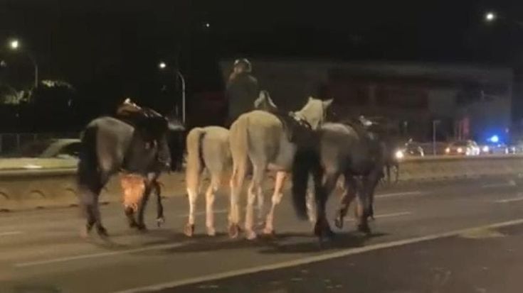 Cavalli in fuga dalle prove del 2 giugno: indagine su fuochi d’artificio