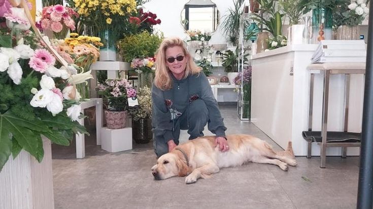 Nanà, il golden retriever che vive tra i fiori: “Accoglie i clienti e si fa coccolare dai passanti”