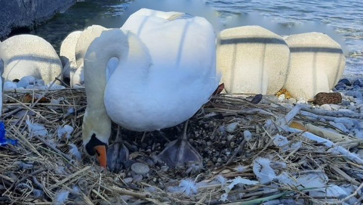 La foto-denuncia del Wwf: "A Desenzano un cigno cova i sassi al posto delle uova rubate dal nido"